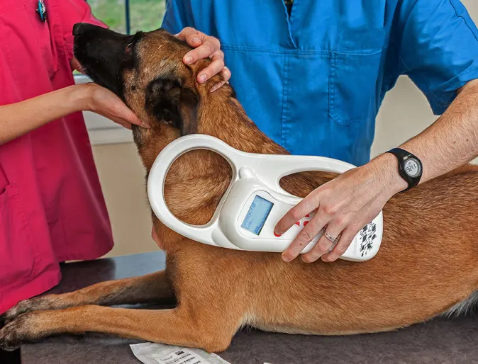 A large brown dog at the vet being microchipped